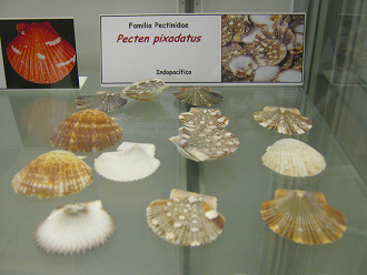 Pecten pixadatus