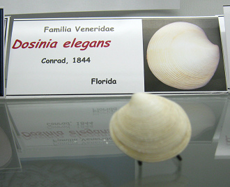 Dosinia elegans
