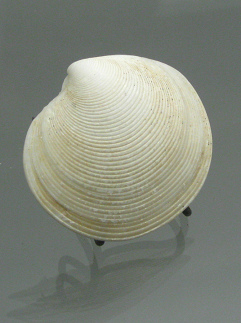 Dosinia elegans, primer plano