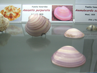 Amiantis purpurata