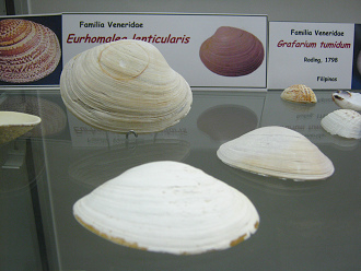 Eurhomalea lenticularis