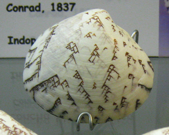 Lioconcha hieroglyphica, primer plano 03