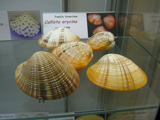 Callista erycina