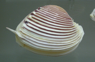 Pitar dione, primer plano