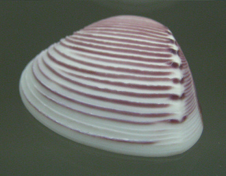 Pitar
roseus, primer plano Pitar roseus, primer plano