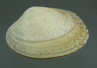 Venerupis aurea aurea, primer plano