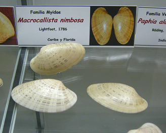 Macrocallista nimbosa, placa Macrocallista nimbosa, placa