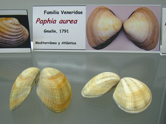 Paphia aurea Paphia
aurea