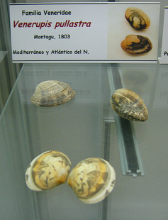 Venerupis pullastra Venerupis pullastra