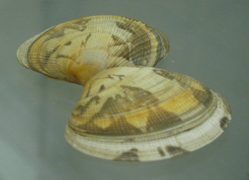 Venerupis
pullastra, primer plano 02 Venerupis pullastra, primer
plano 02