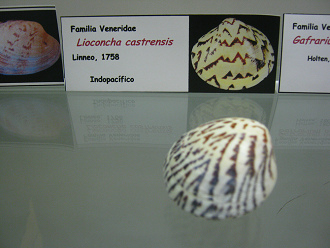 Lioconcha
castrensis Lioconcha castrensis
