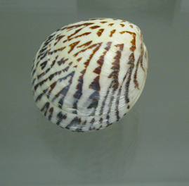 Lioconcha castrensis, primer plano Lioconcha castrensis, primer plano