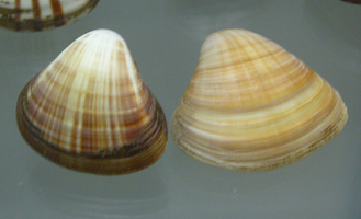 Tivela mactroides, primer plano Tivela mactroides, primer plano