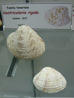 Ventricolaria rigida Ventricolaria rigida