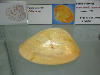 Callista sp Callista
sp