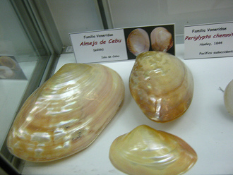 Almeja de Cebu Almeja de Cebu