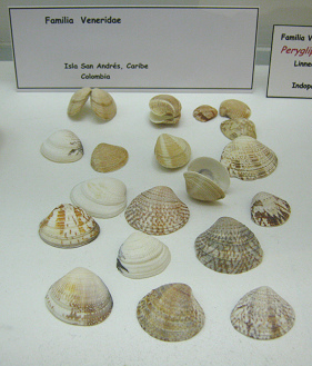 sin nombre sin
nombre