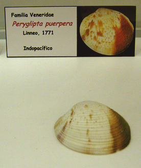 Peryglipta
puerpera Peryglipta puerpera