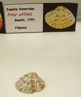 Pitar affinis Pitar
affinis