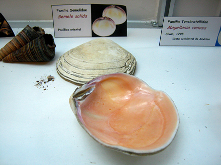 Semele solida Semele solida