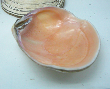 Semele solida, primer plano Semele solida, primer plano