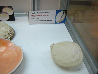 Magellania
venosa Magellania venosa