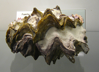 Hyotissa hyotis, primer plano