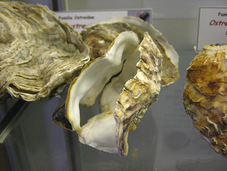 Crassostrea gigas, primer
                                    plano