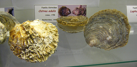 Ostrea
                          edulis