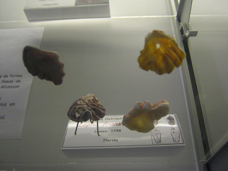 Lopha frons vista de bajo