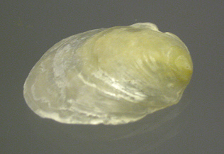 Anomia simplex, primer plano