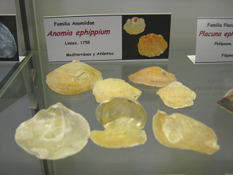 Anomia ephippium