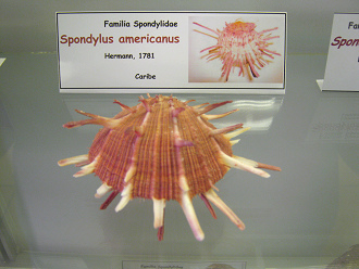Spondylus americanus