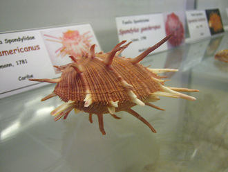 Spondylus americanus, primer plano