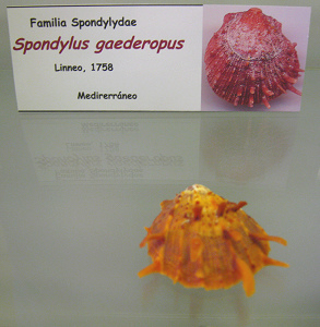 Spondylus gaederopus