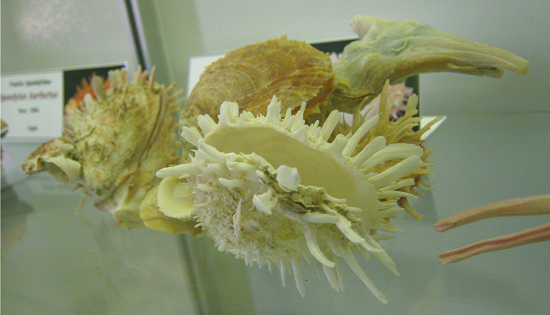 Spondylus barbatus, primer plano