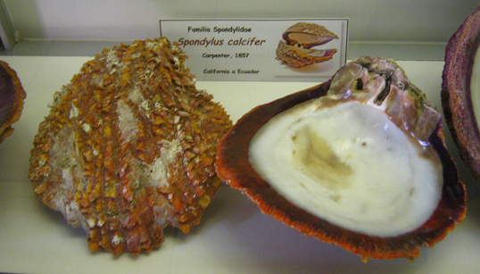 Spondylus calcifer, Tafel