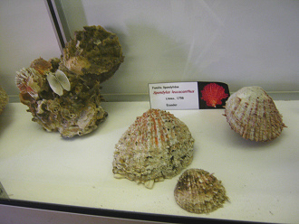 Spondylus leucacanthus, Totale