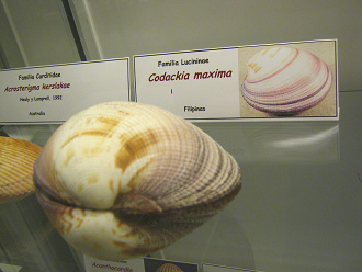 Codackia m�xima, Tafel