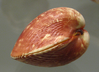 Lyrocardium lyratum, primer
                                    plano 01