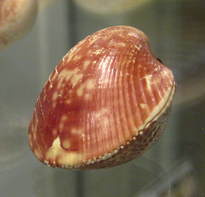 Lyrocardium lyratum, primer
                                    plano 02