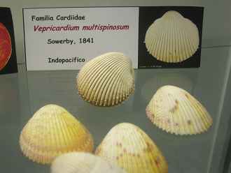 Vepricardium multispinosum, Tafel