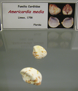 Americardia media