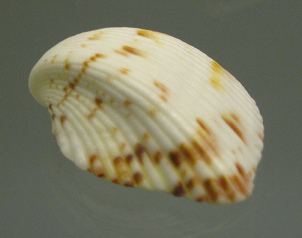 Americardia media, primer plano