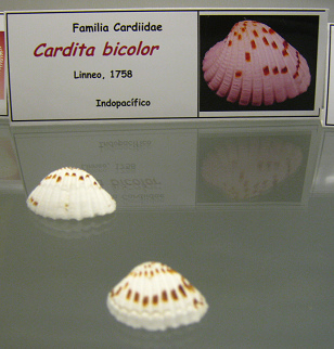 Cardita bicolor