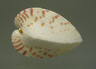 Lunalicardia hemicardium, primer plano