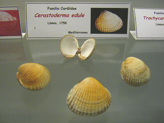Cerastoderma edule