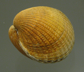 Cerastoderma edule, primer plano