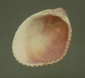 Trachycardium egmontianum,
                                    primer plano 01