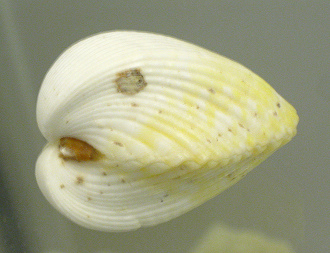 Lunulicardia retusum, primer plano